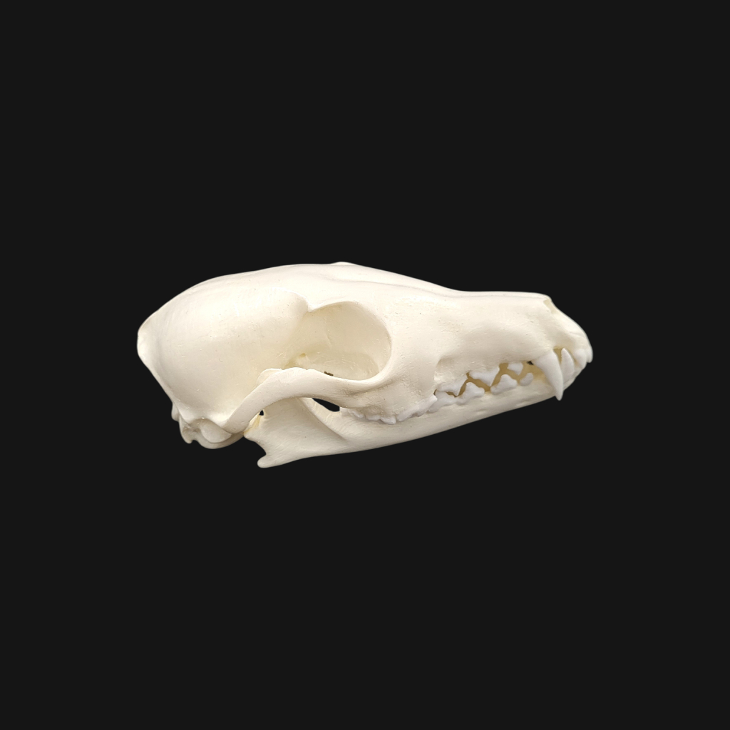 Crâne de renard roux – Image 4