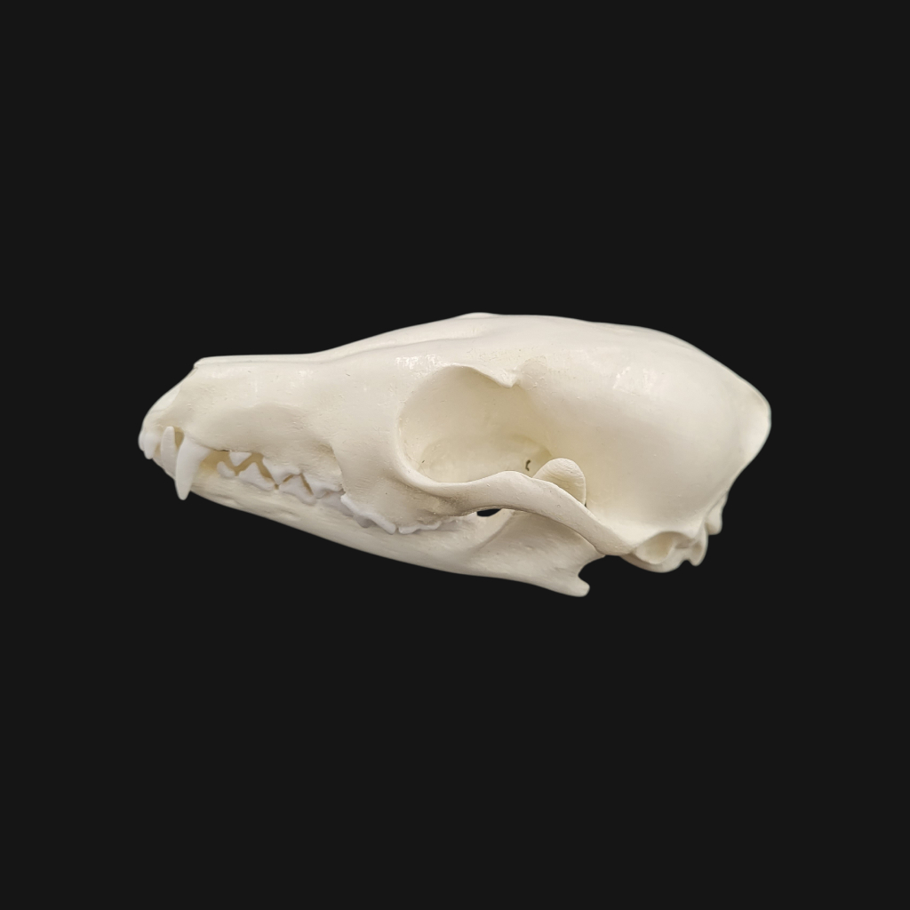 Crâne de renard roux – Image 3