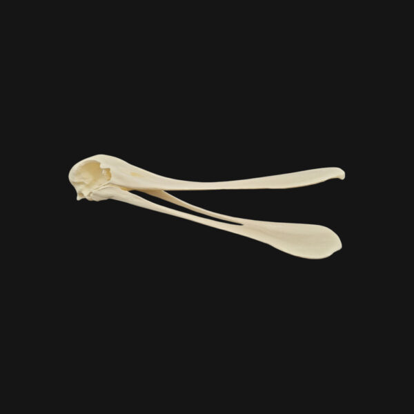 Crâne de spatule