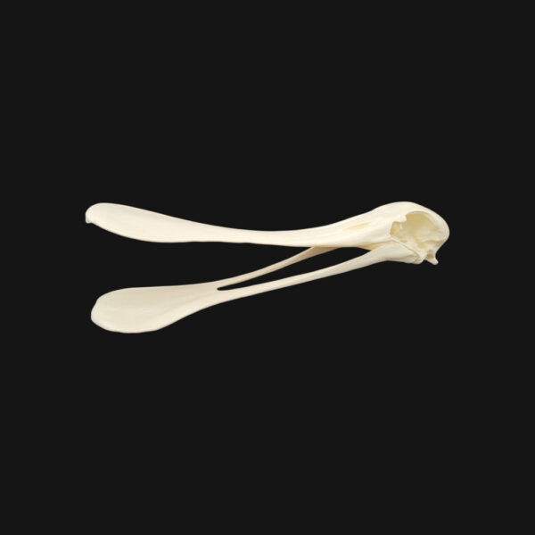 Crâne de spatule