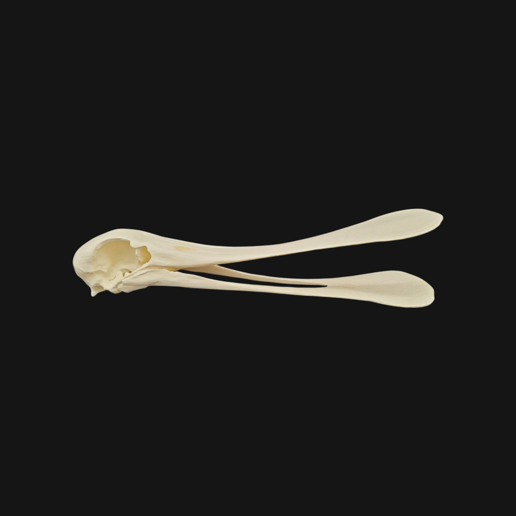 Crâne de spatule – Image 3