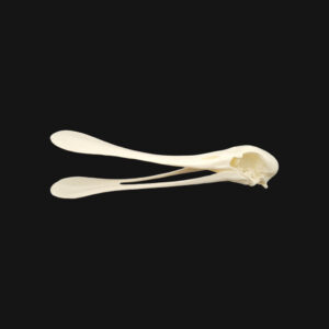 Crâne de spatule – Image 4