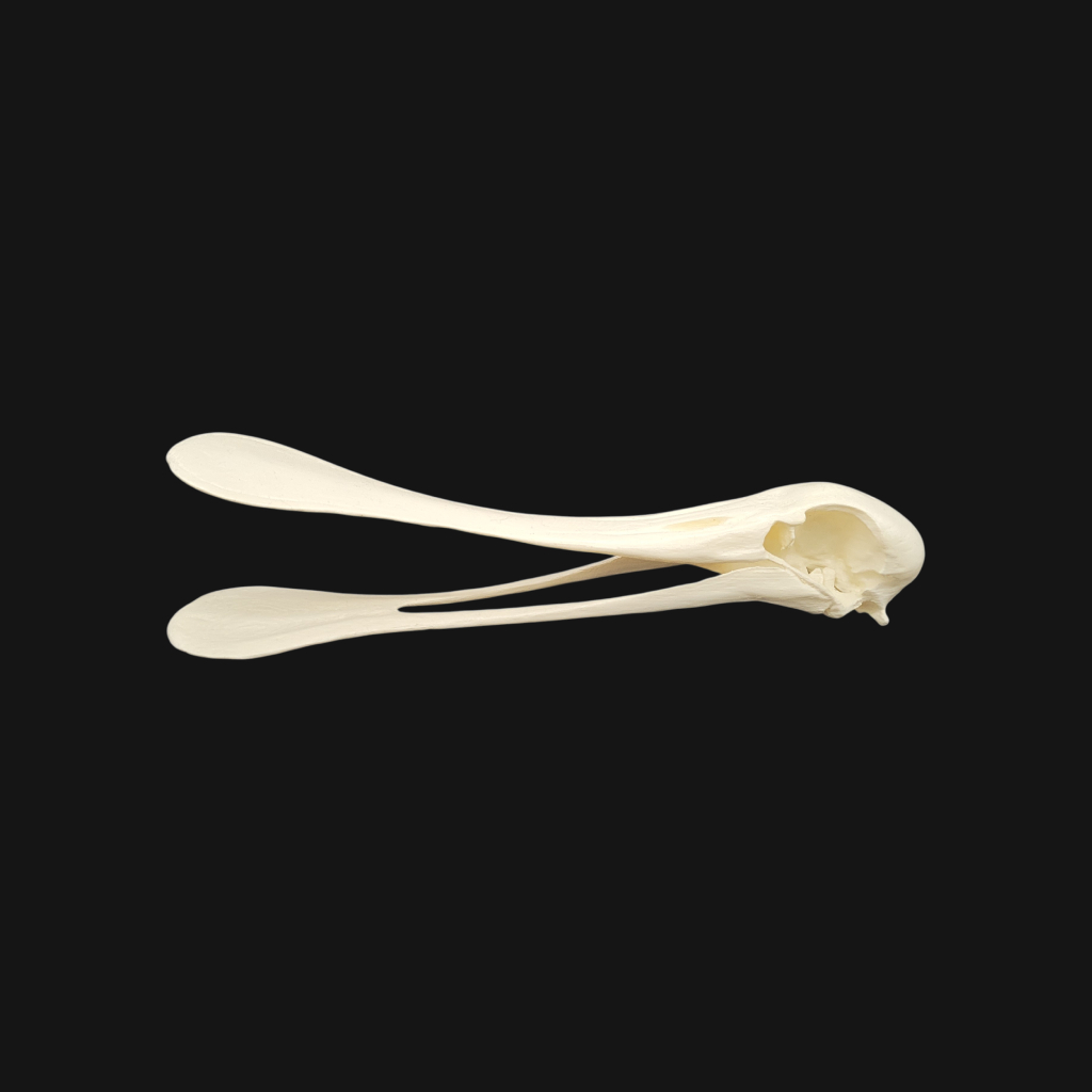 Crâne de spatule – Image 4