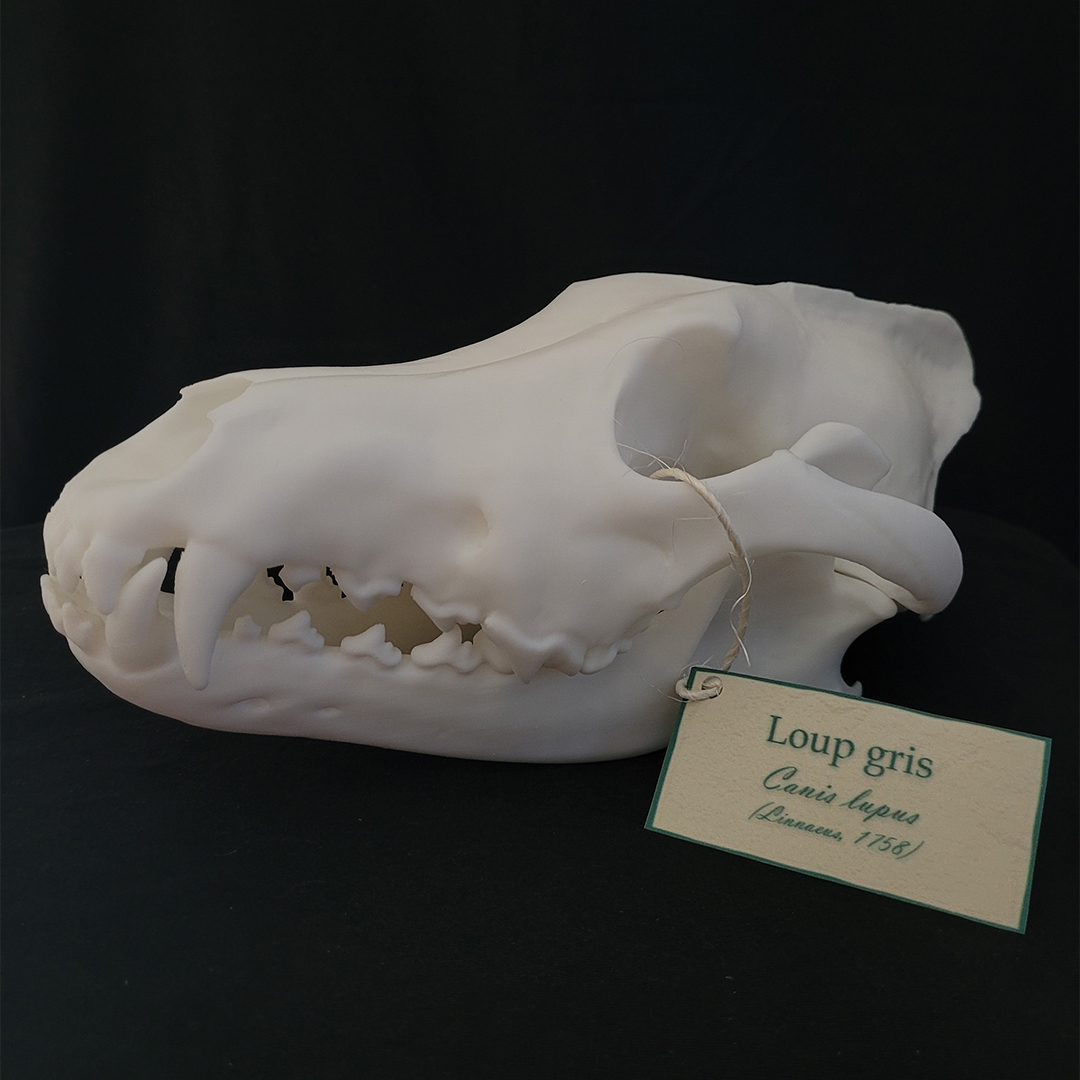 Premiers préparatifs, premières commandes !