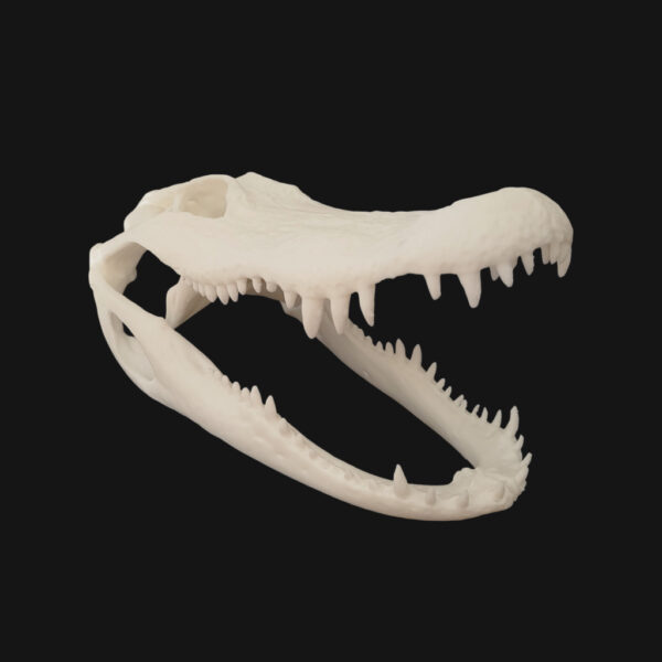 Réplique de crâne d'alligator réalisée en impression 3D