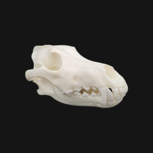 Crâne de loup