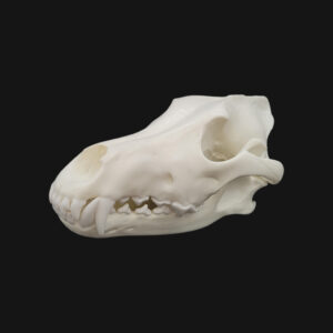 Crâne de loup – Image 2