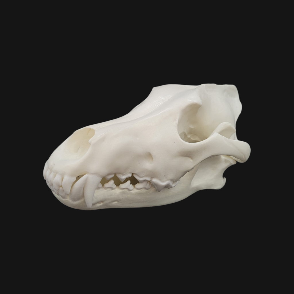Crâne de loup – Image 2