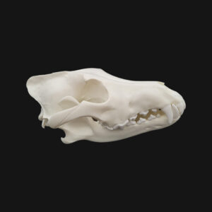 Crâne de loup – Image 4