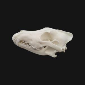Crâne de loup – Image 3