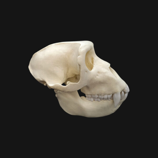 Crâne de macaque de Barbarie