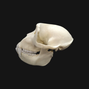 Crâne de macaque de Barbarie – Image 4