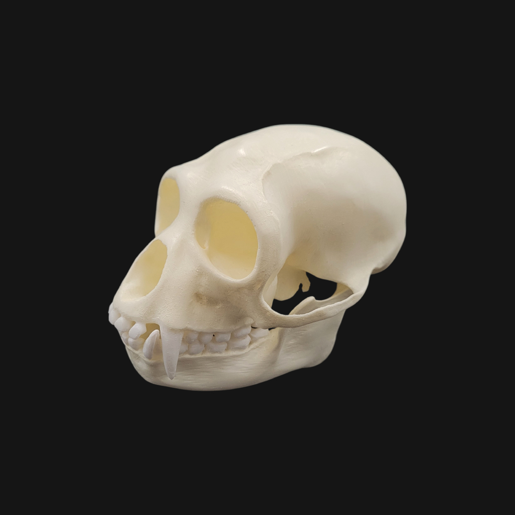 Crâne de siamang
