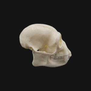 Crâne de siamang – Image 3