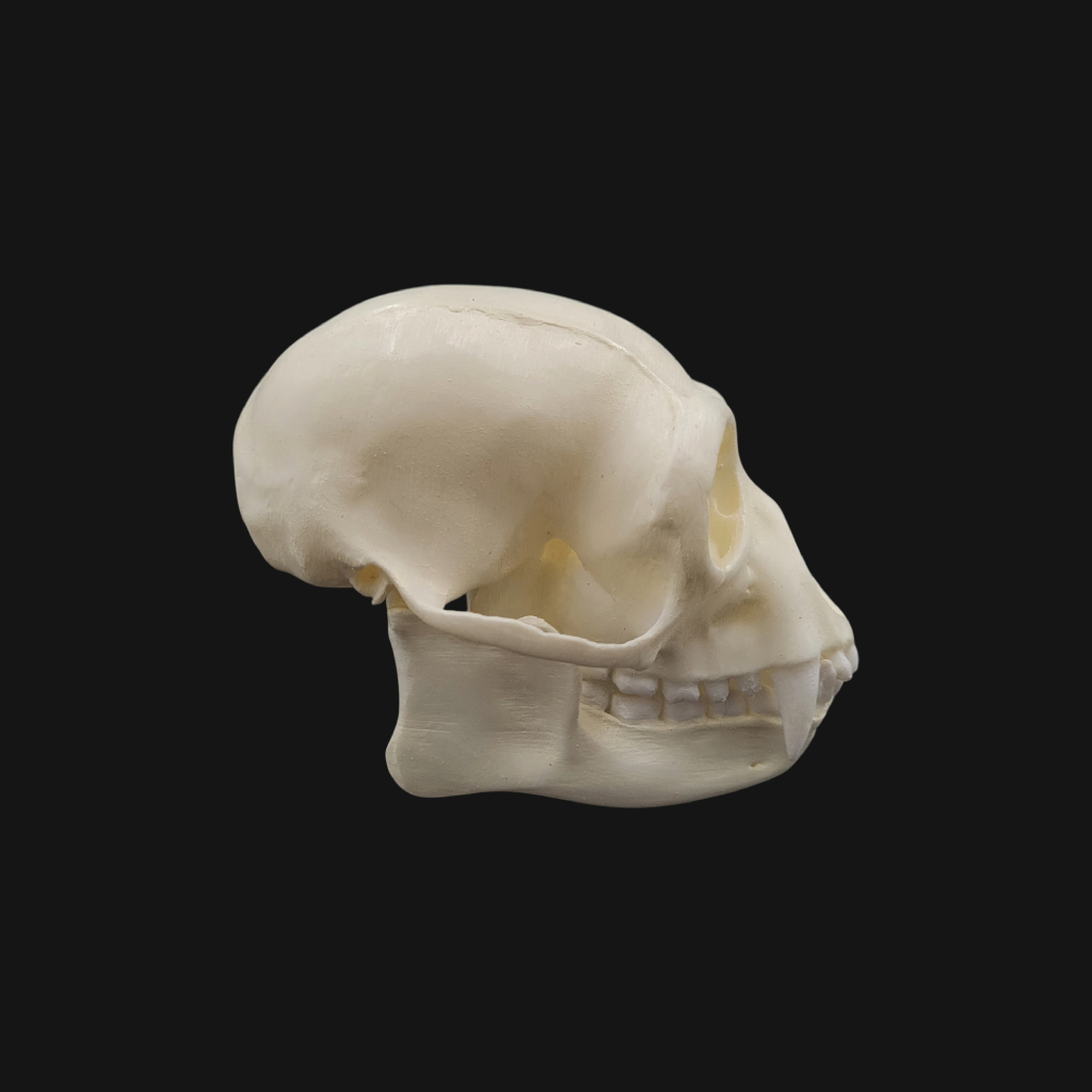 Crâne de siamang