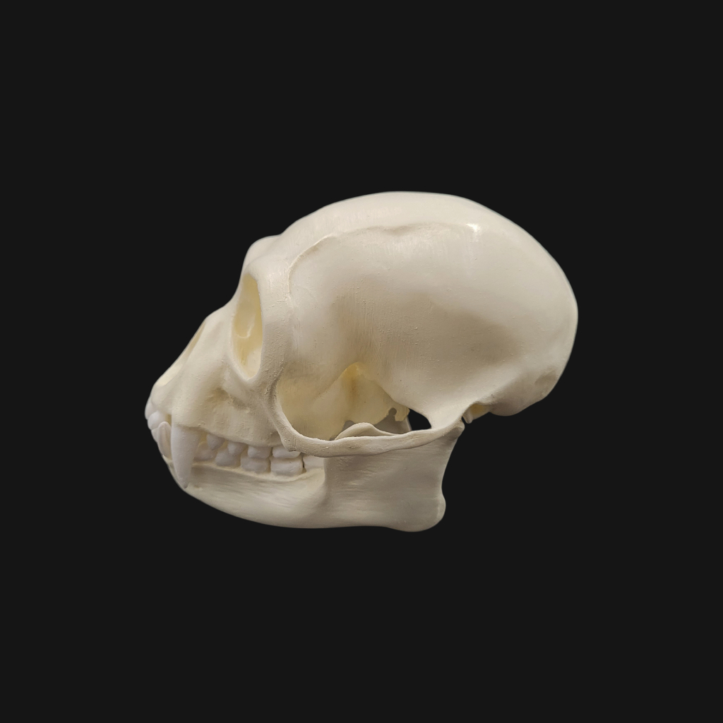 Crâne de siamang