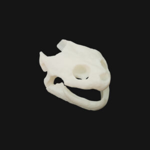 Réplique de crâne de tortue serpentine réalisée en impression 3D