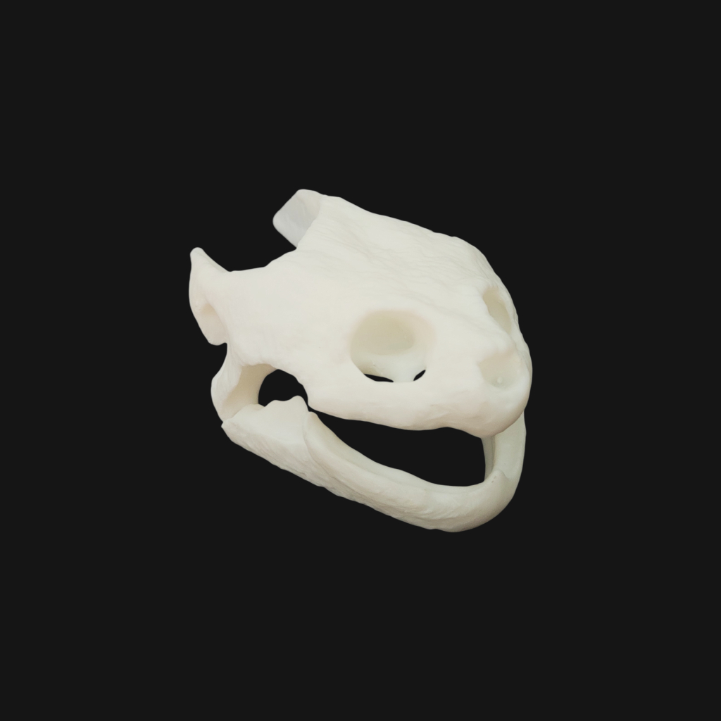 Réplique de crâne de tortue serpentine réalisée en impression 3D