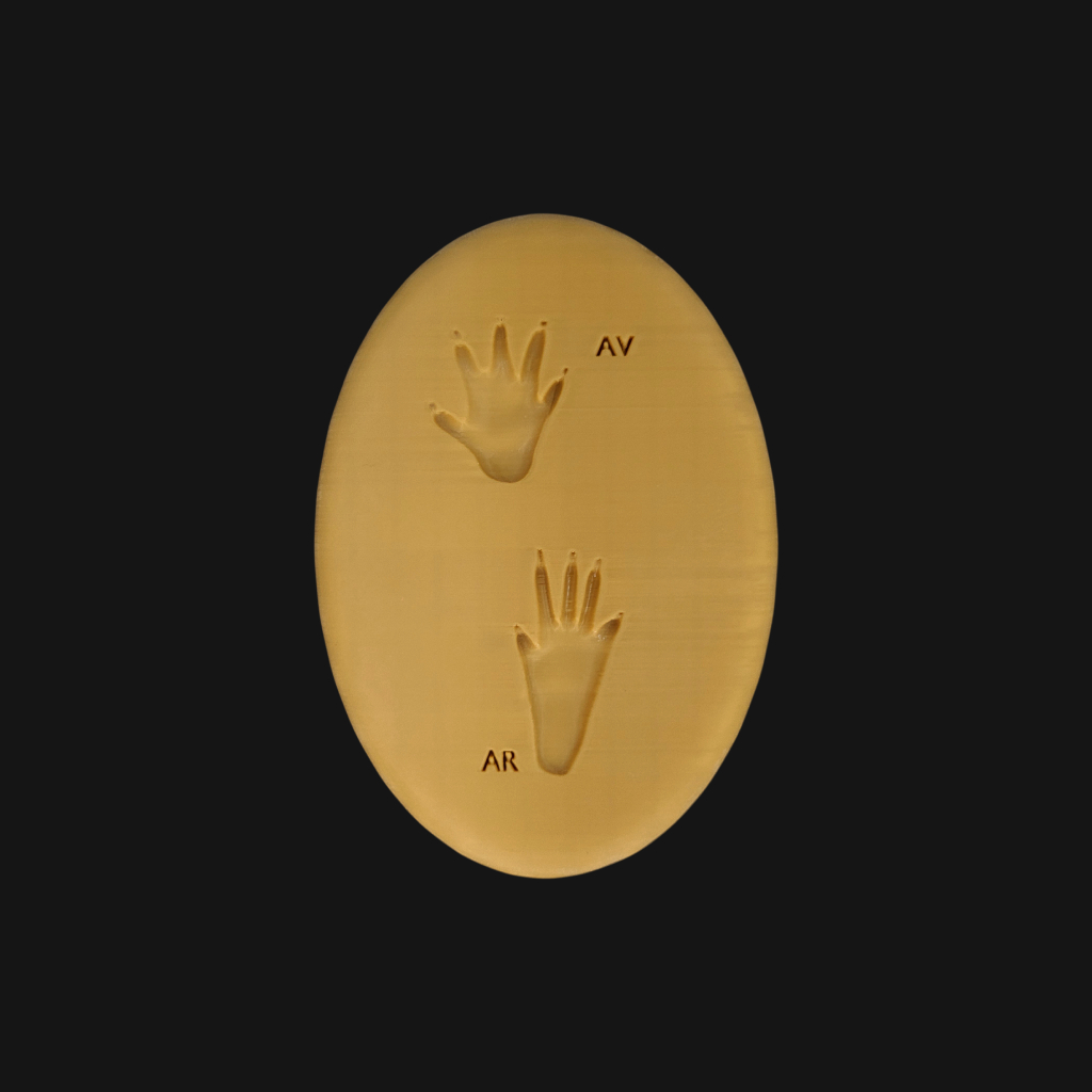 Empreinte de hérisson – Image 3