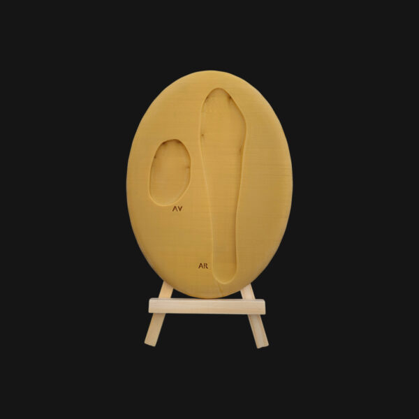 Empreinte de lièvre