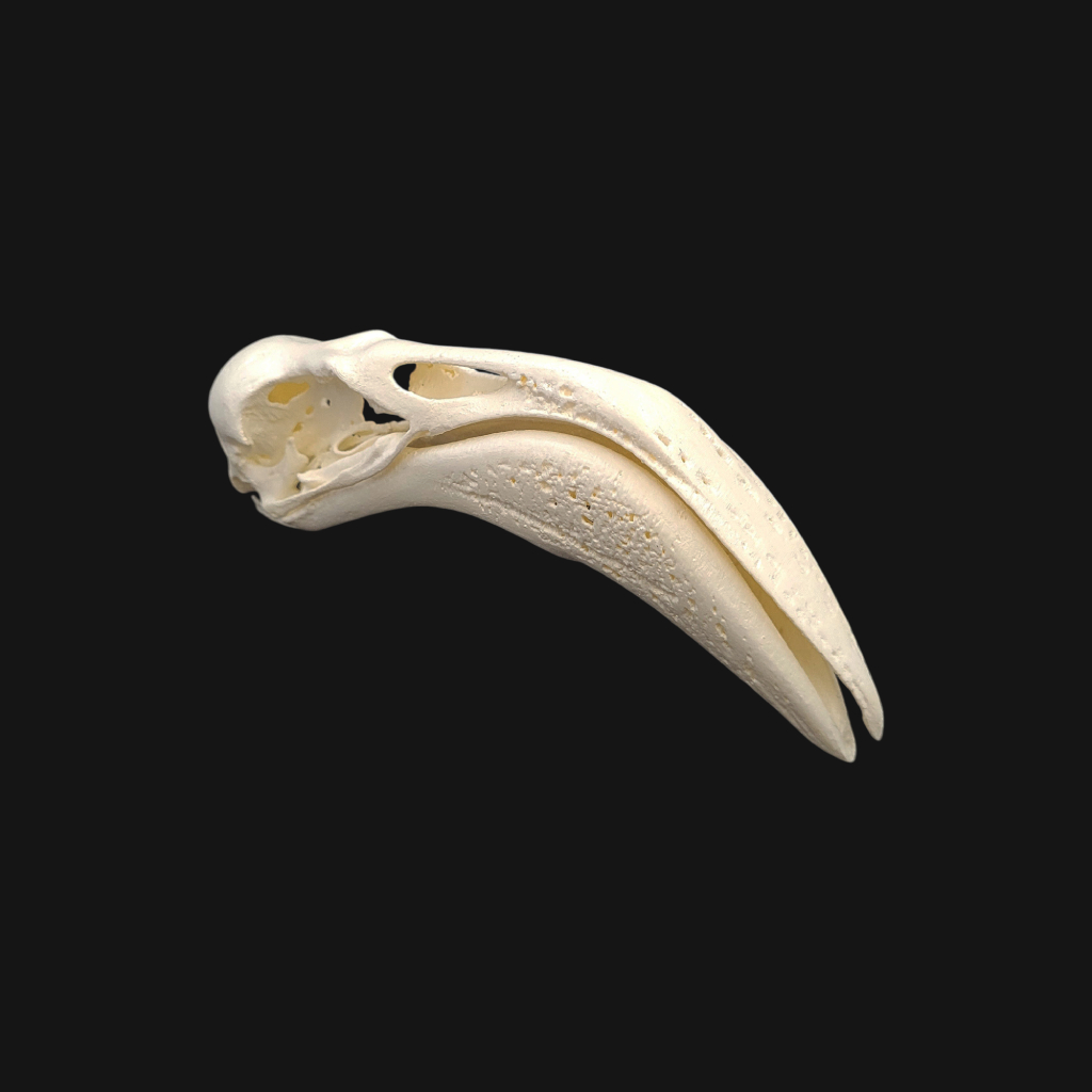 Crâne de flamant rose – Image 1