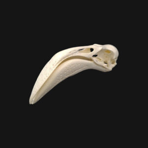 Crâne de flamant rose – Image 2