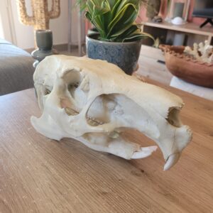 PROMO - Crâne de capybara