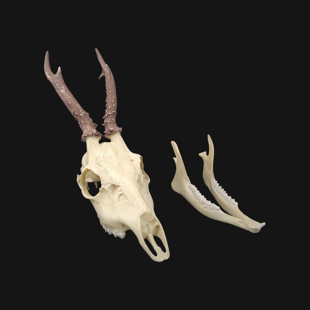 Réplique de crâne de chevreuil réalisée en impression 3D