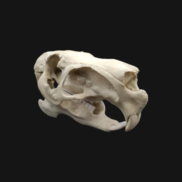 Réplique de crâne de capybara réalisée en impression 3D