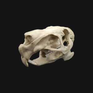 Réplique de crâne de capybara réalisée en impression 3D