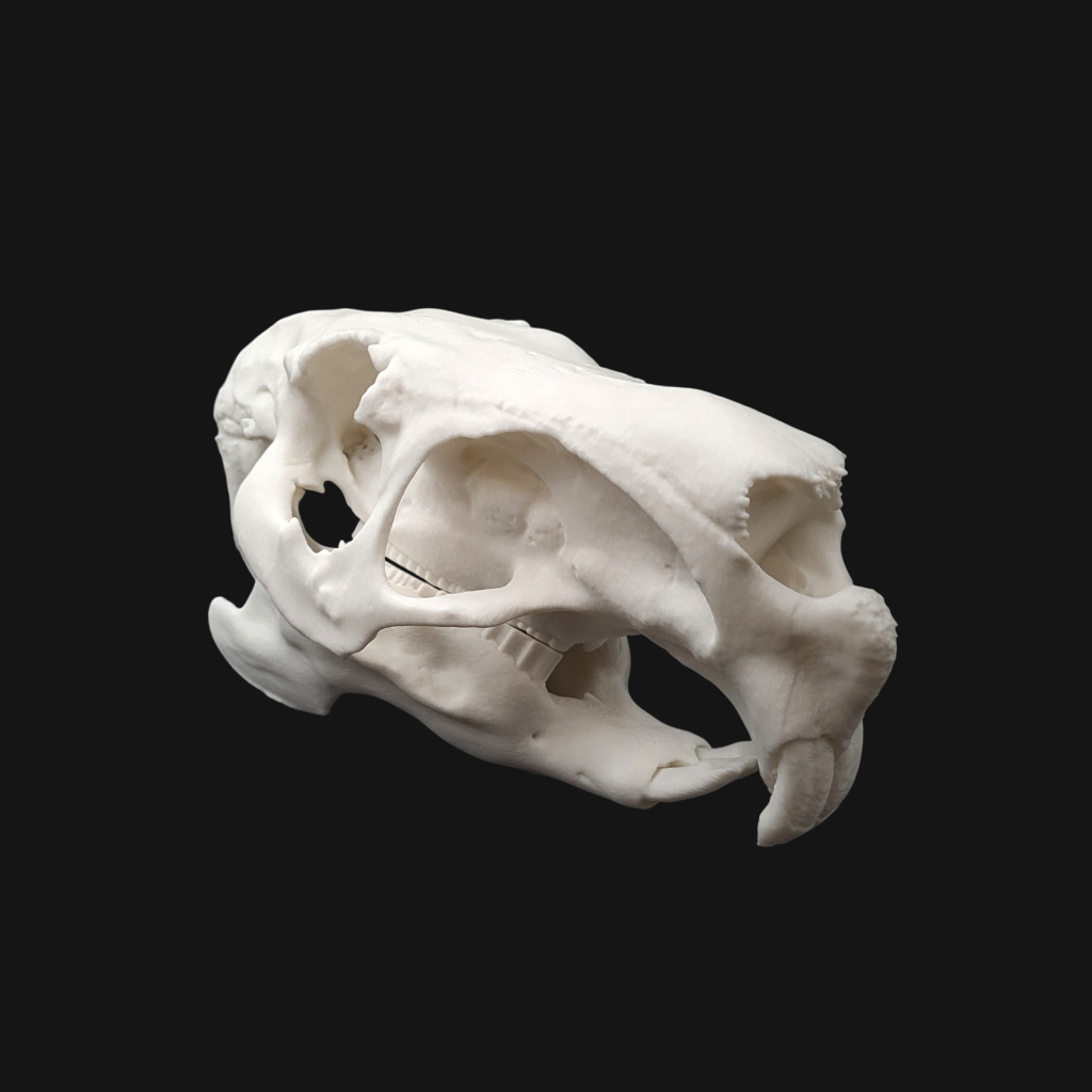 Réplique de crâne de capybara réalisée en impression 3D