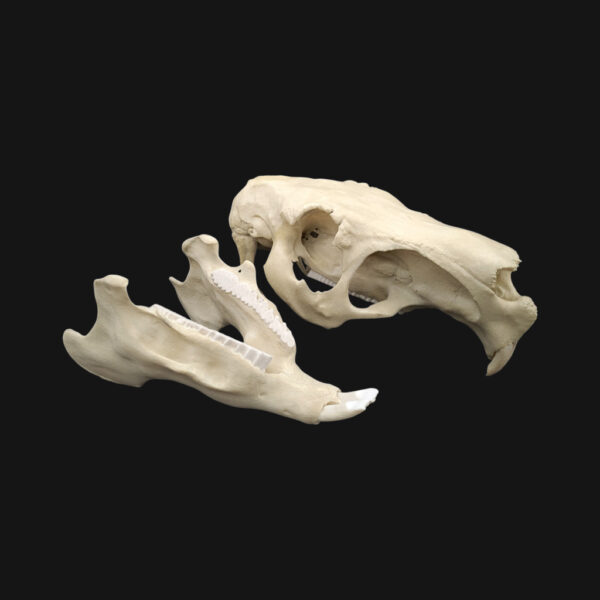 Réplique de crâne de capybara réalisée en impression 3D