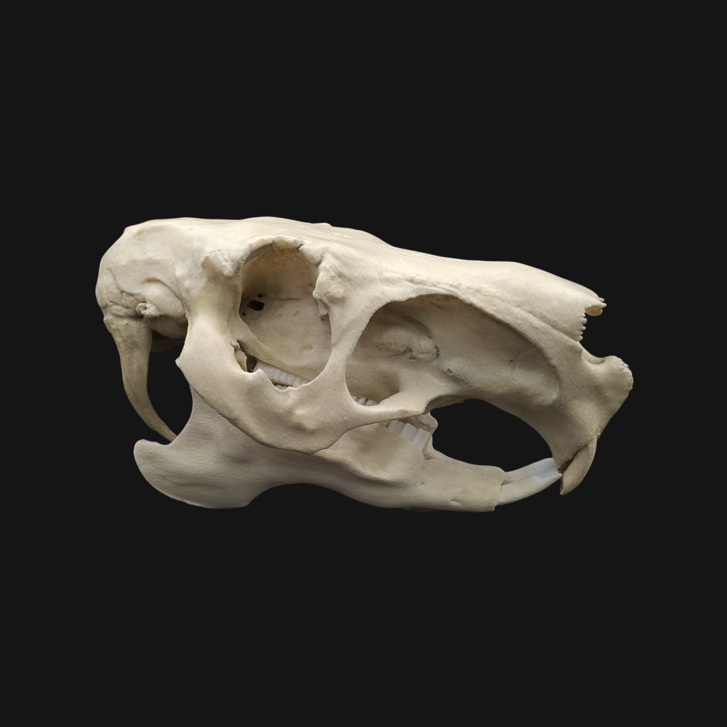 Réplique de crâne de capybara réalisée en impression 3D