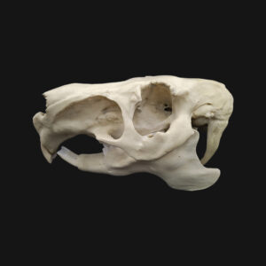 Réplique de crâne de capybara réalisée en impression 3D