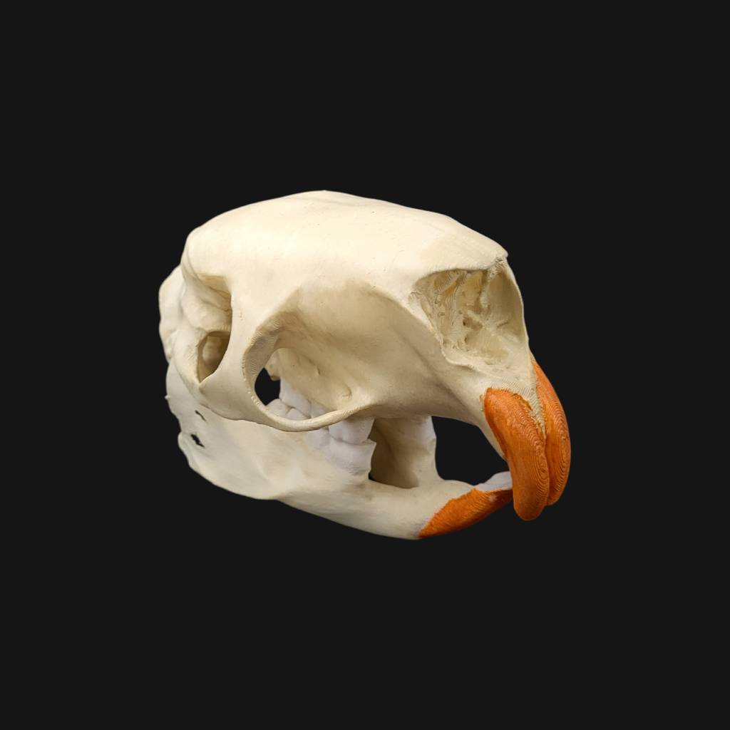 Réplique de crâne de porc-épic indien réalisée en impression 3D