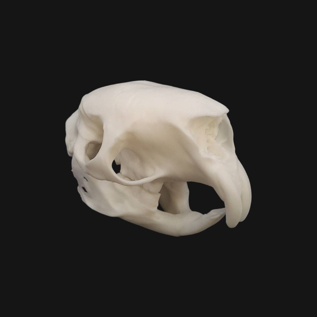 Réplique de crâne de porc-épic indien réalisée en impression 3D