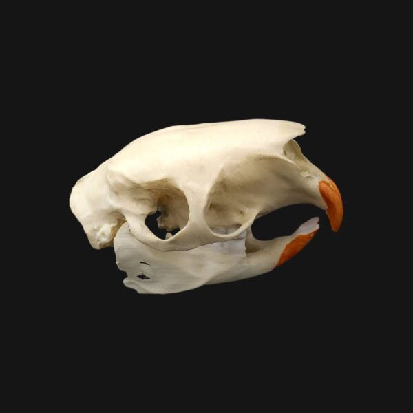 Réplique de crâne de porc-épic indien réalisée en impression 3D