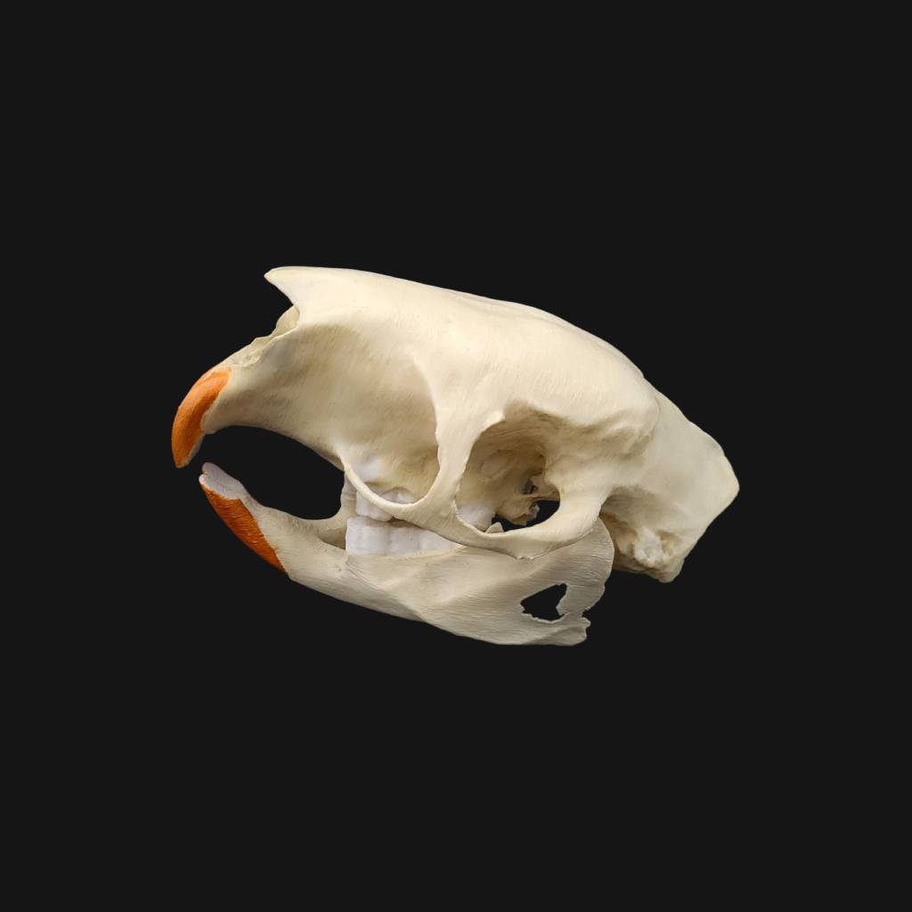 Réplique de crâne de porc-épic indien réalisée en impression 3D