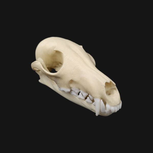 Réplique de crâne de renard réalisée en impression 3D