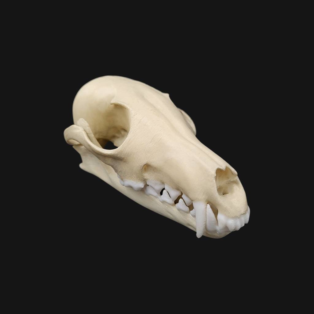 Réplique de crâne de renard réalisée en impression 3D