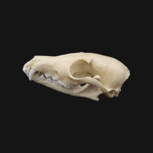 Réplique de crâne de renard réalisée en impression 3D