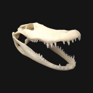 Réplique de crâne d'alligator réalisée en impression 3D