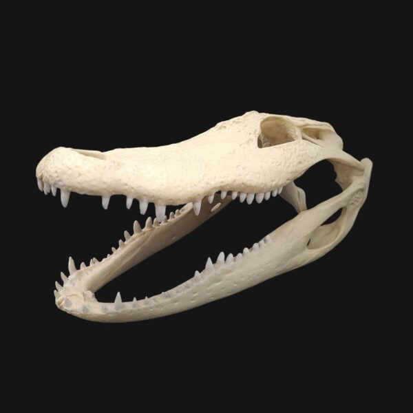 Réplique de crâne d'alligator réalisée en impression 3D