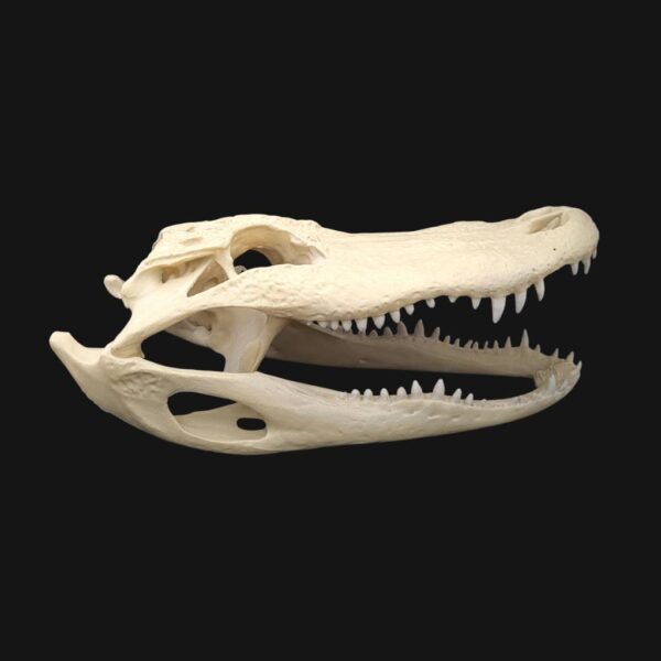 Réplique de crâne d'alligator réalisée en impression 3D