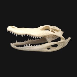 Réplique de crâne d'alligator réalisée en impression 3D