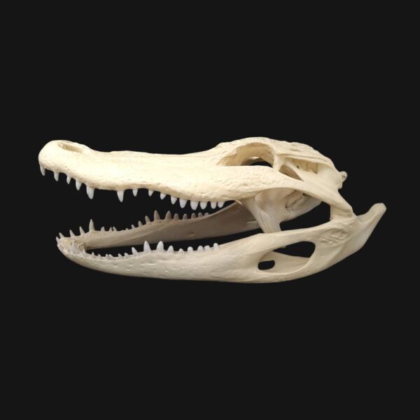 Réplique de crâne d'alligator réalisée en impression 3D