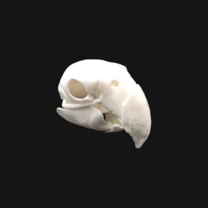 Réplique de crâne d'ara réalisée en impression 3D