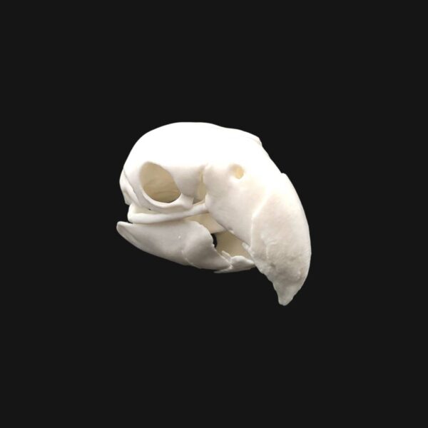 Réplique de crâne d'ara réalisée en impression 3D