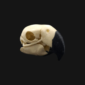 Réplique de crâne d'ara réalisée en impression 3D