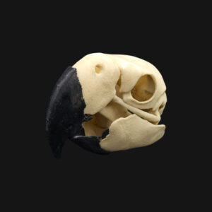 Réplique de crâne d'ara réalisée en impression 3D